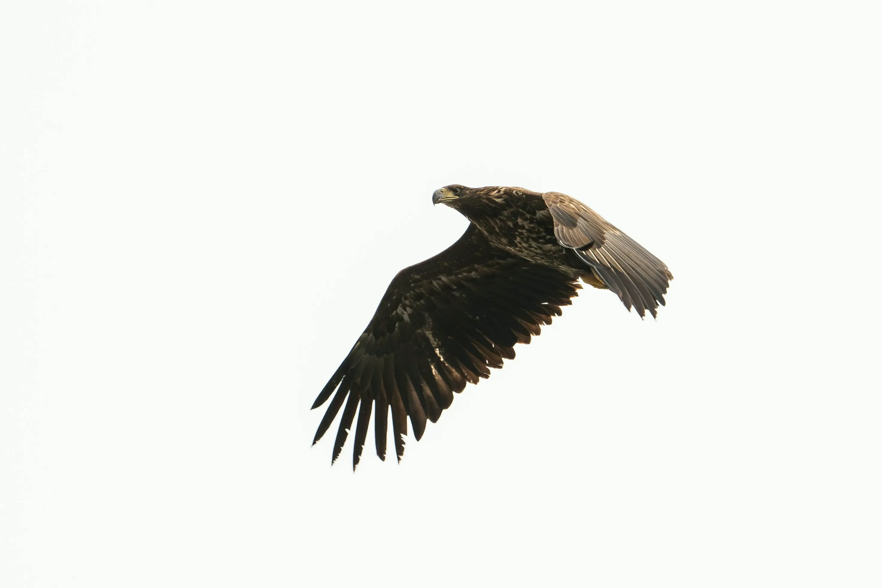 Majestic eagle in the sky